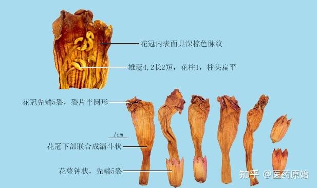 带你识别凌霄花