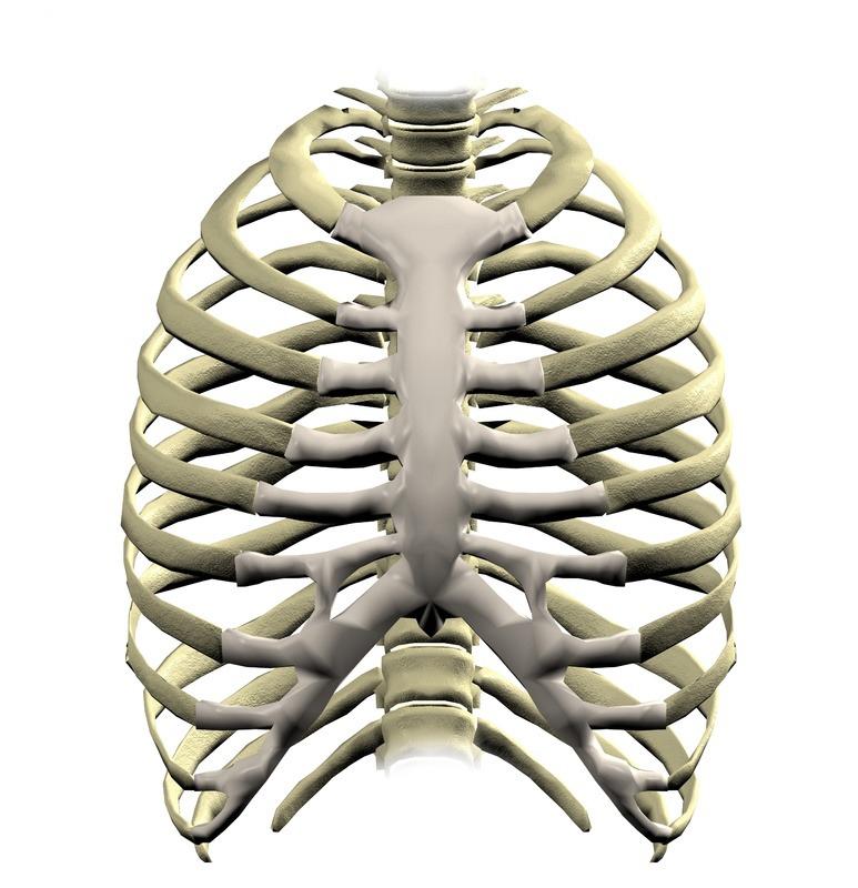 典传国术每日武学分享之肋的实质