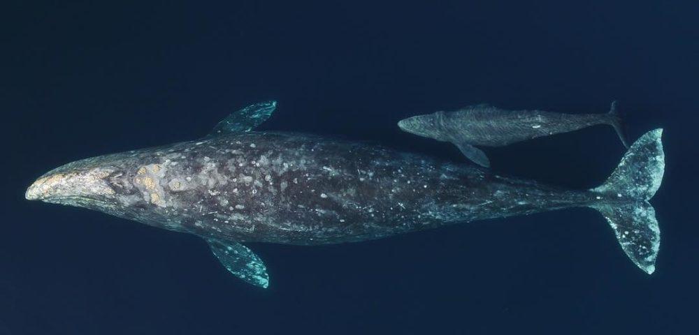 图源:gray whale mother and calf surprise laguna beach whale
