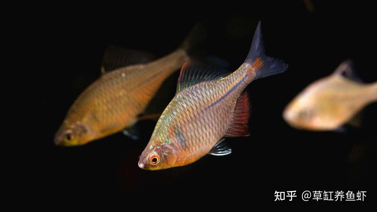 想養魚又不知道養什麼魚好很簡單你就養鰟鮍魚