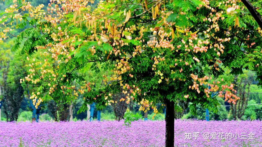 九月会开的花花(8):栾树花开秋意起 一年能占十月春 - 知乎