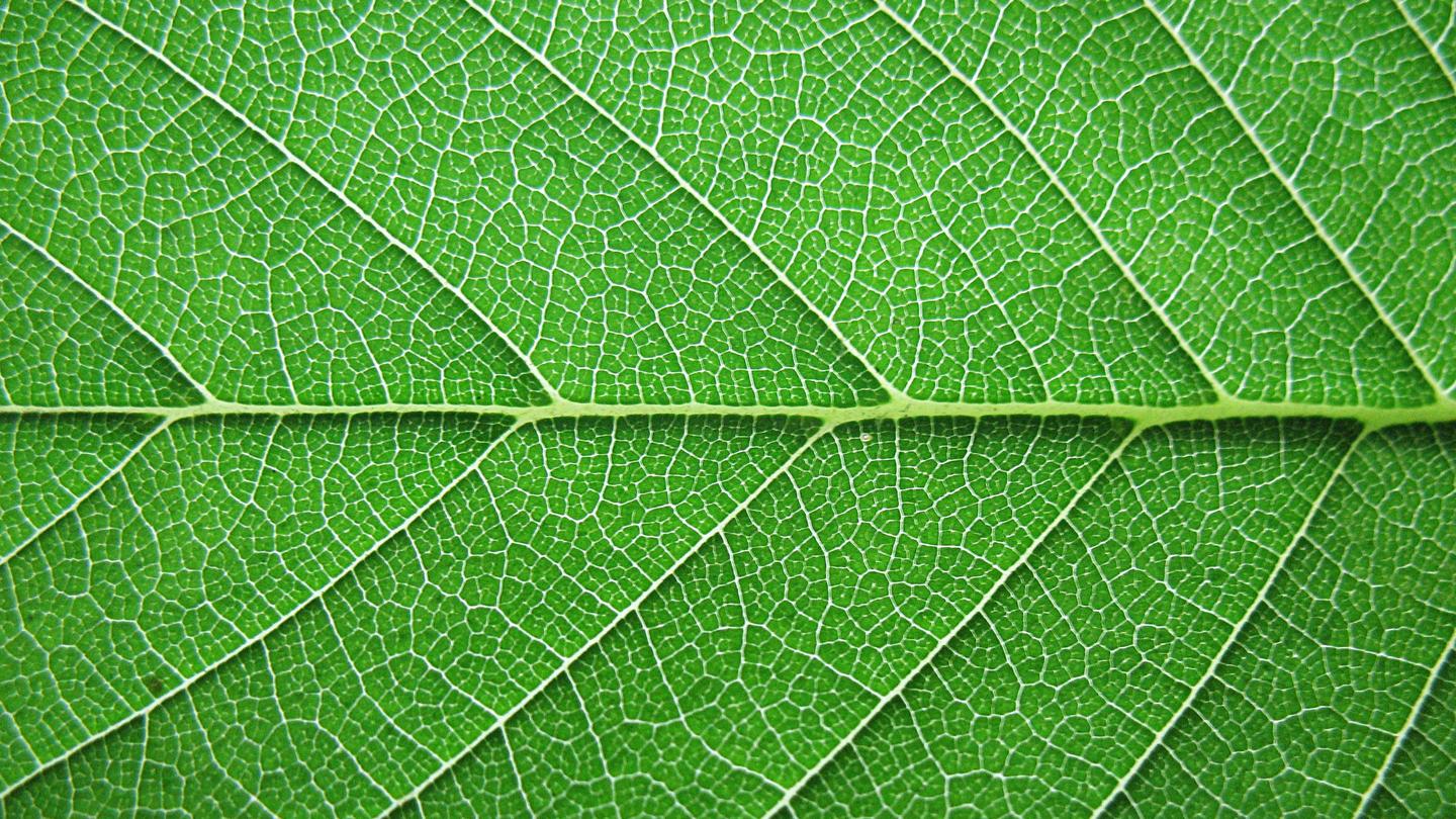 怎样画树叶 知乎