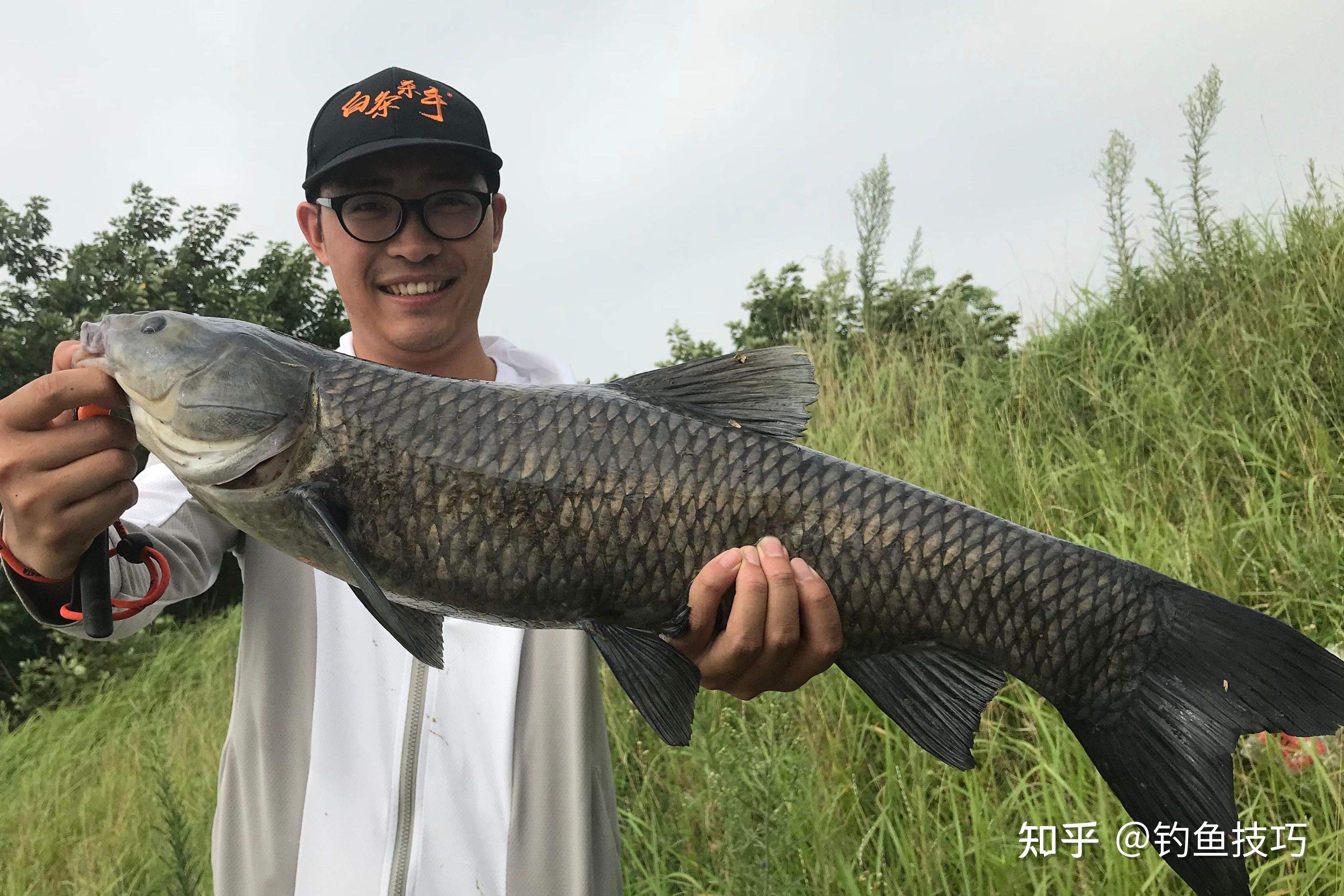 怎么才能钓到大青鱼？怎么吸引大青鱼进窝？钓大青鱼的四个关键点 - 知乎