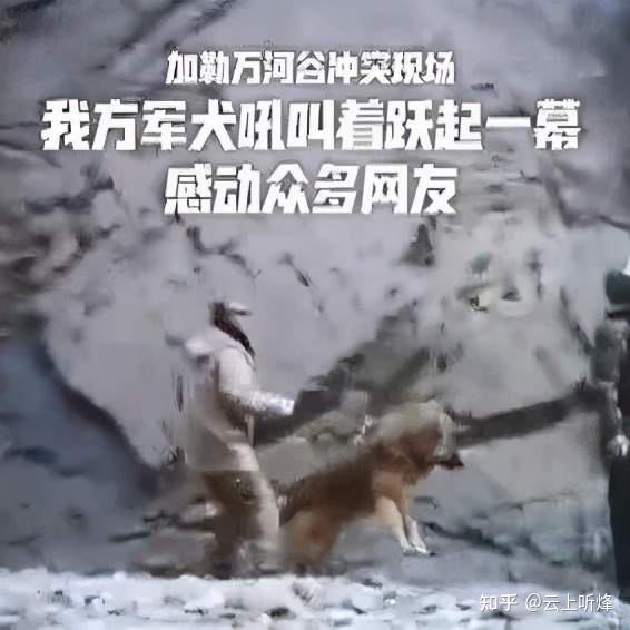 加勒万河谷的中国军犬 抒写 四足战友 新高度 知乎