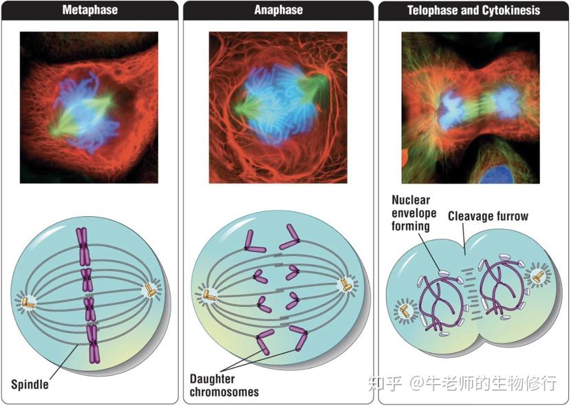 姐妹染色单体(sister chromatids)分开成为2条chromosome并被spindle