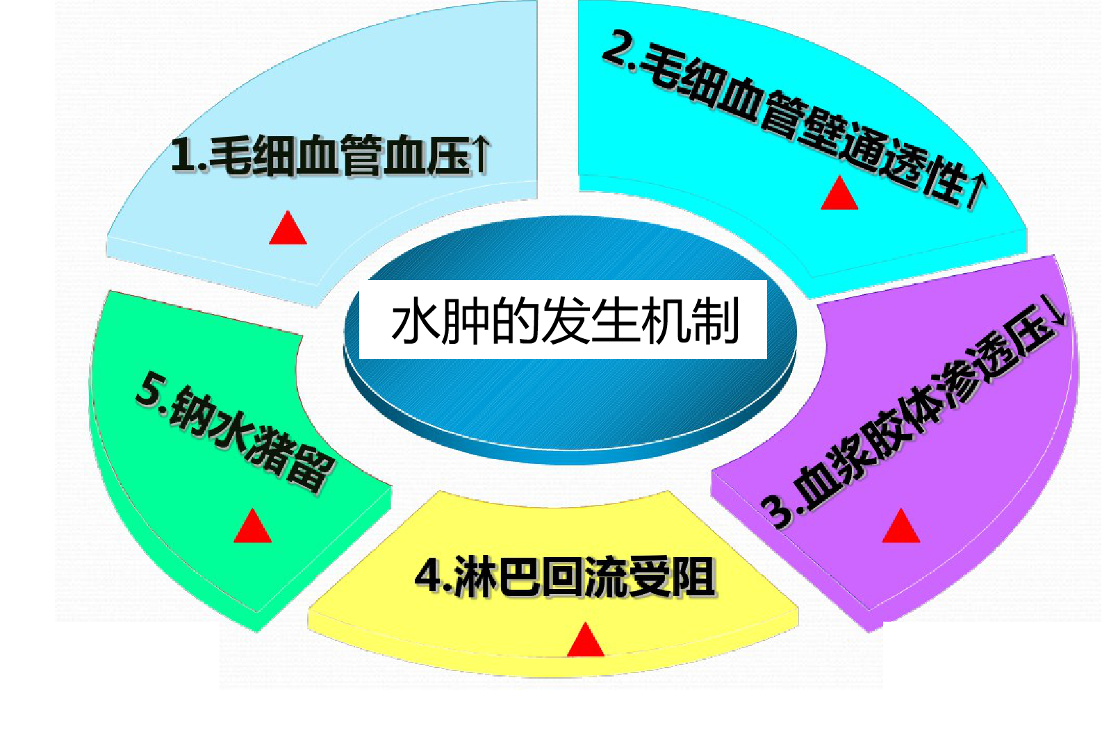 病理学水肿机制图水肿病因下肢水肿