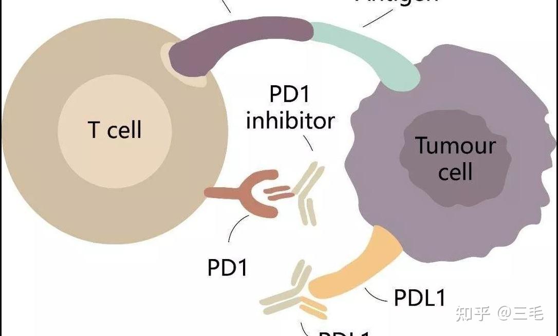 令人振奋国内多项pdl1双抗临床数据优异