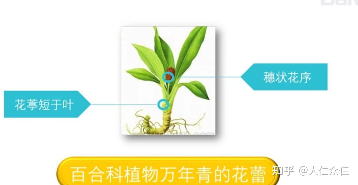 植物科普万年青