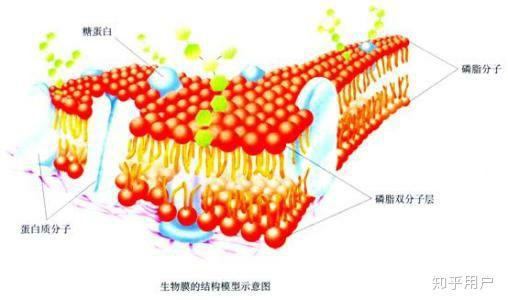 核膜的两层磷脂双分子层中间是什么？