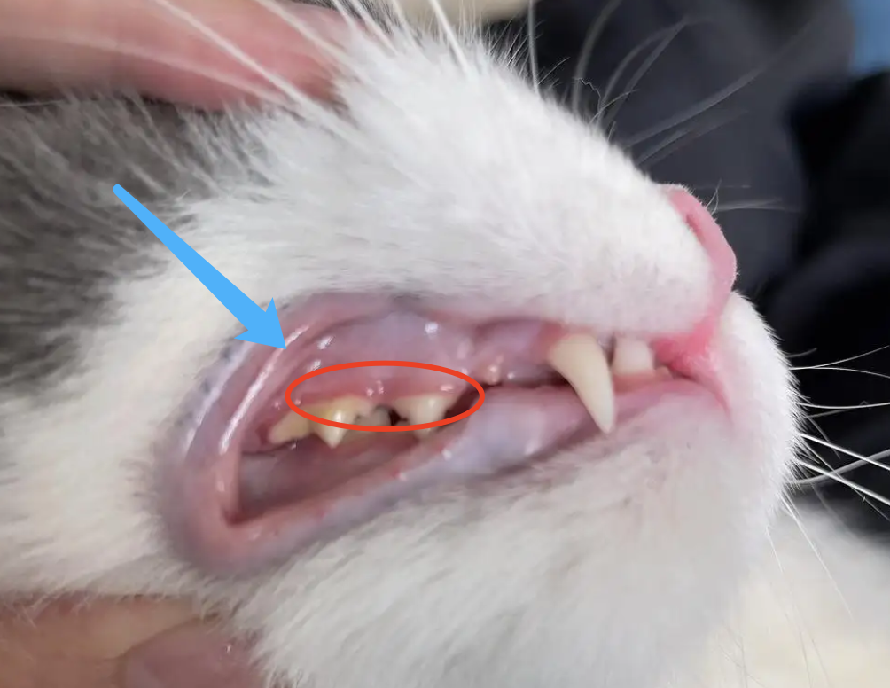 猫口炎实操:如何鉴别 如何处理 关于拔牙!