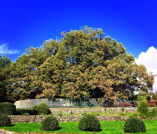 百骑大栗树和它总配不对的照片