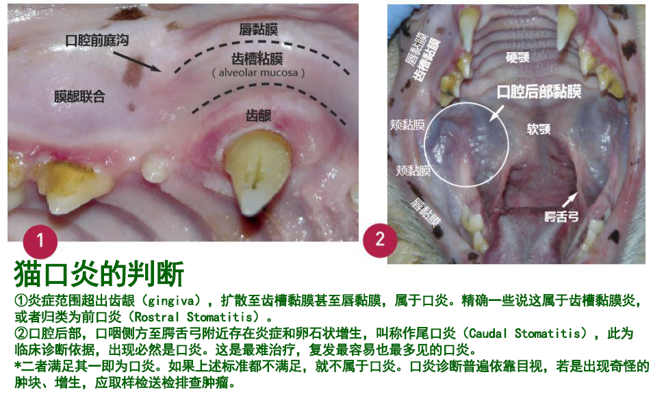 猫口腔结构图解图片