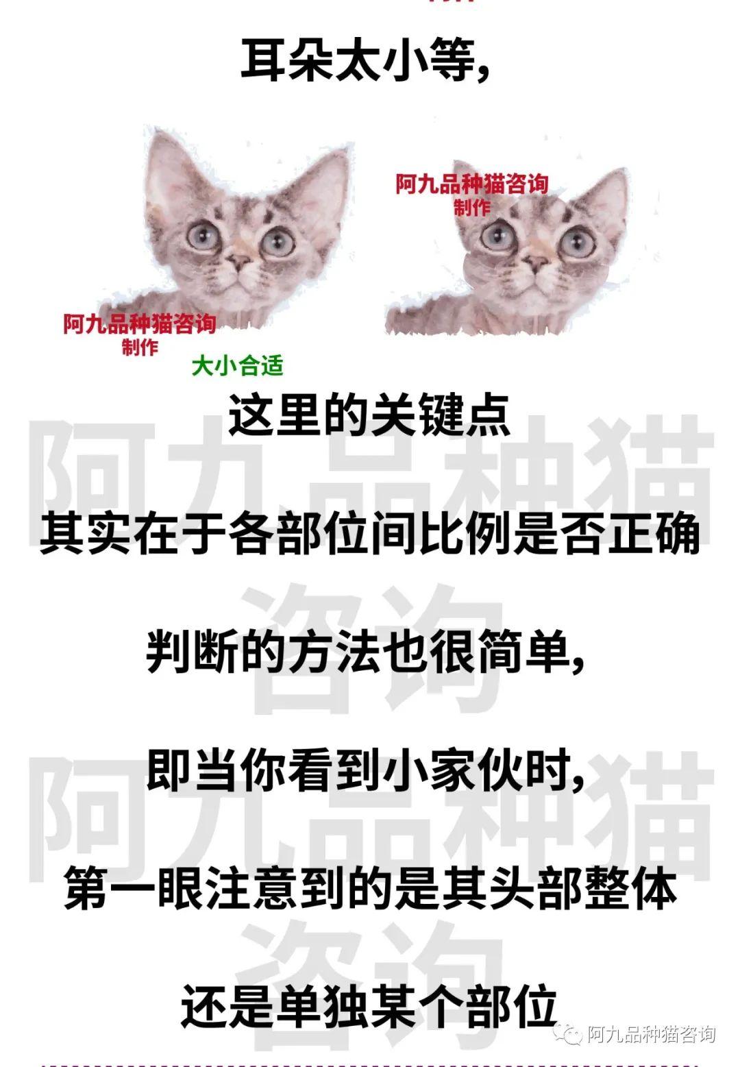 一篇文章搞懂德文卷毛猫! - 知乎