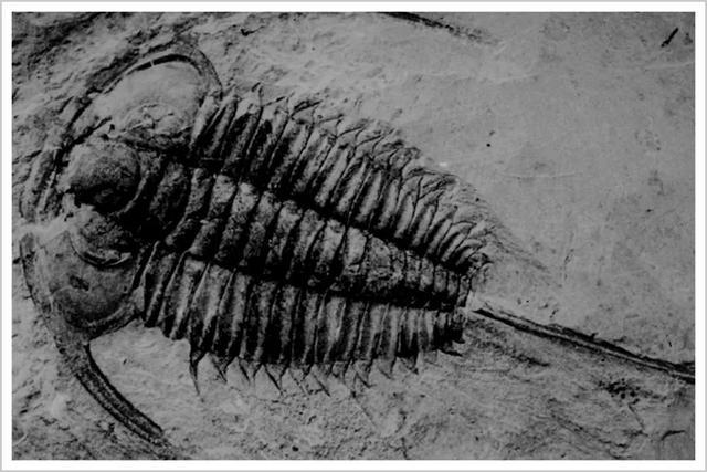 寒武纪被高估了吗