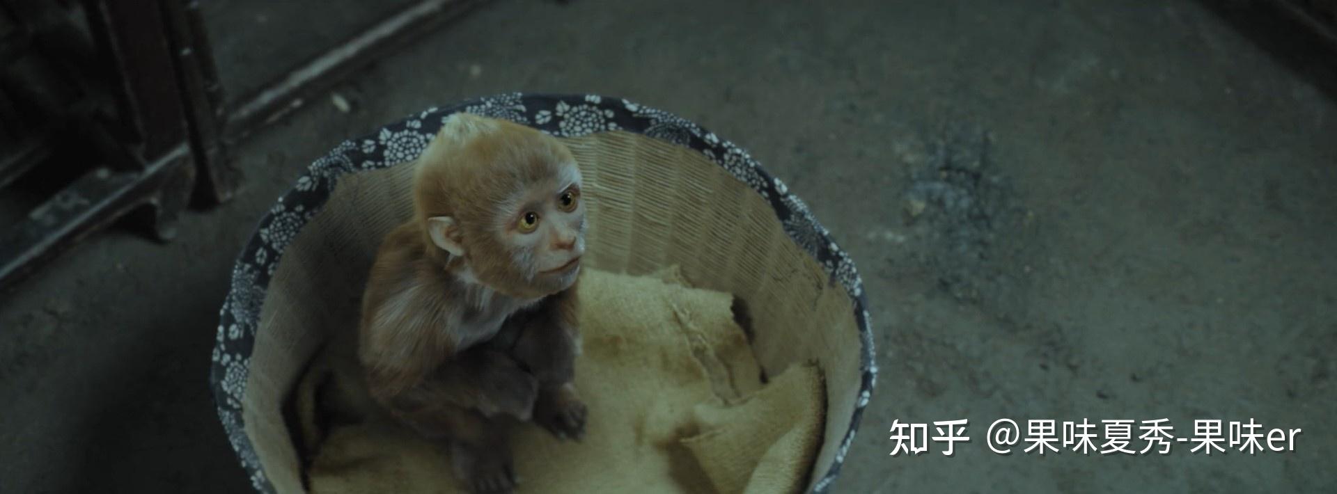 傳說中報復心極強的大馬猴,反倒是知恩圖報;傳說中神奇的人面樹,不過