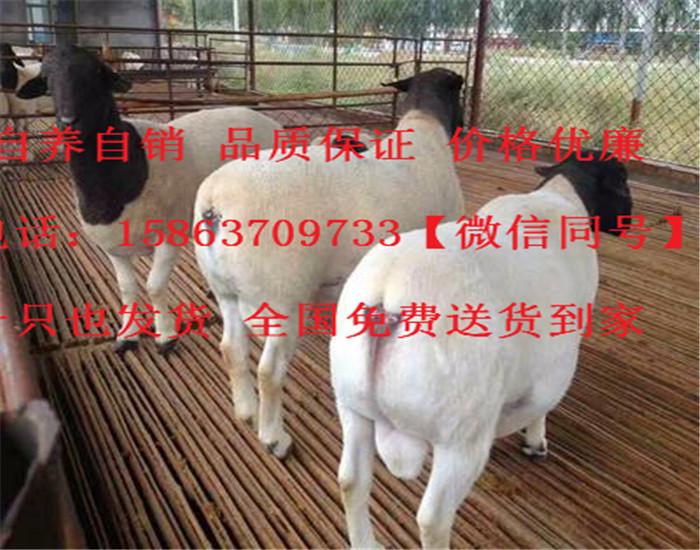v2-0bfedc220ac73a6e3724e79f9bd129c1_r.jpg