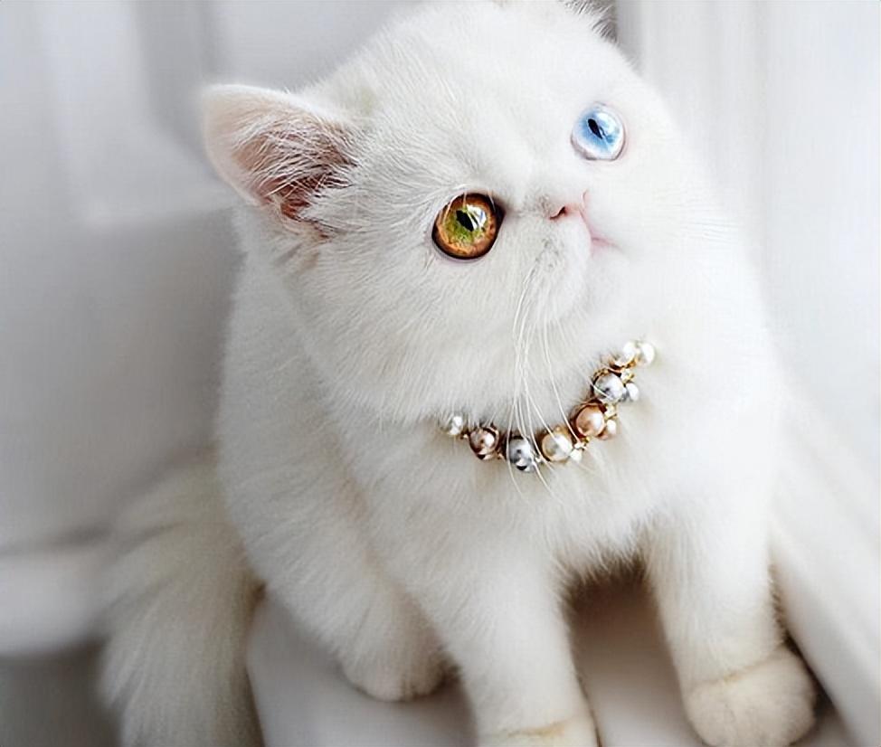 鸳鸯眼一般认为是杂种所致,纯种猫的两只眼睛颜色是一样的