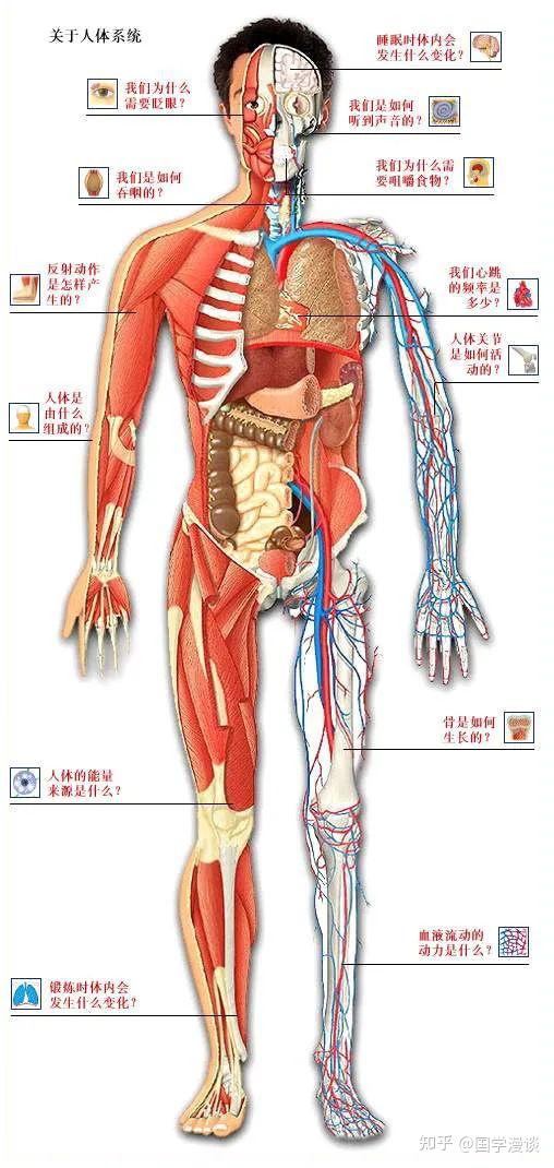 收藏保存 人体器官骨骼全图