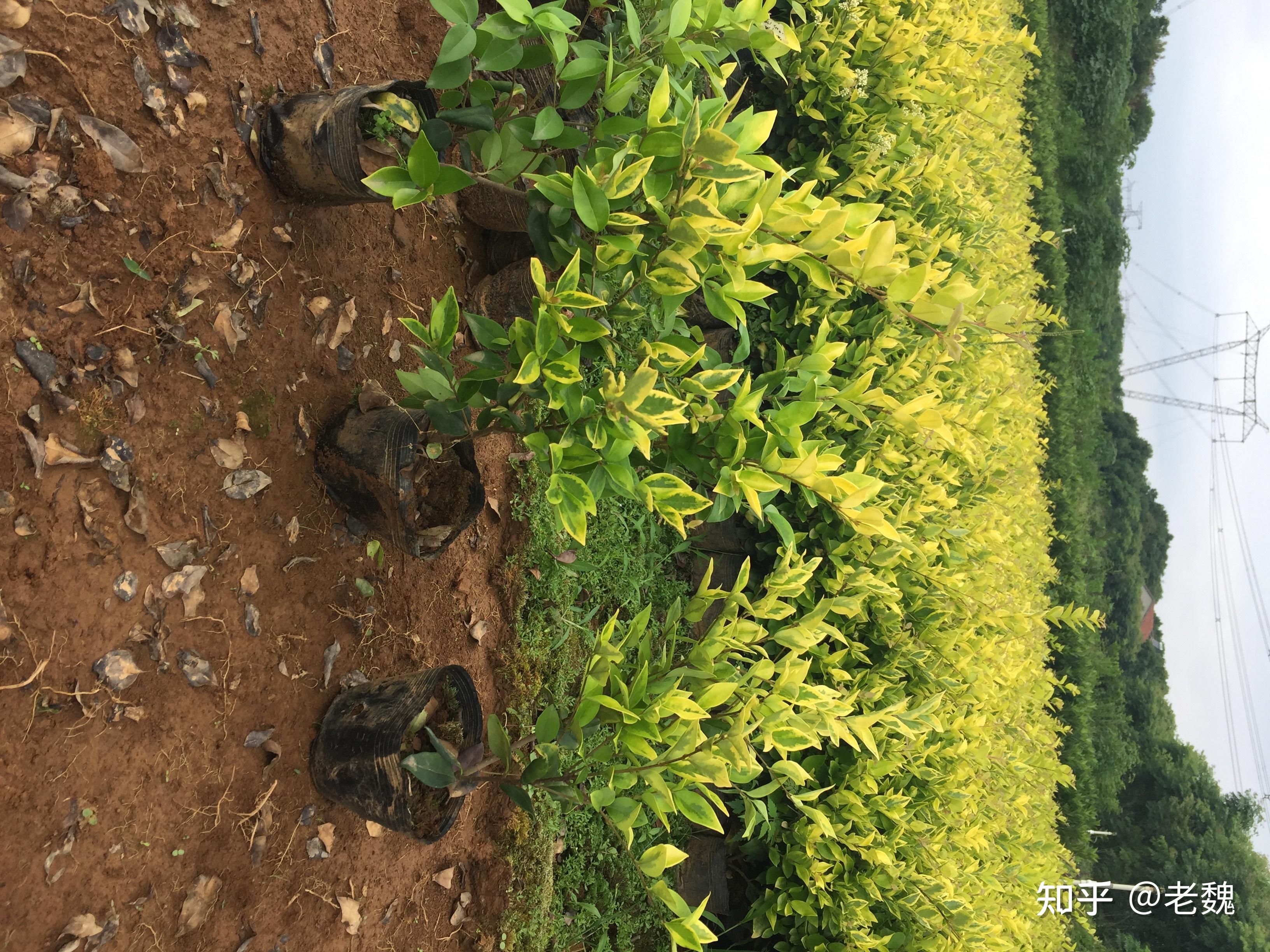 湖北色块大杯苗源头生产苗圃基地合作供应有湖北省湖南陕西江苏四川
