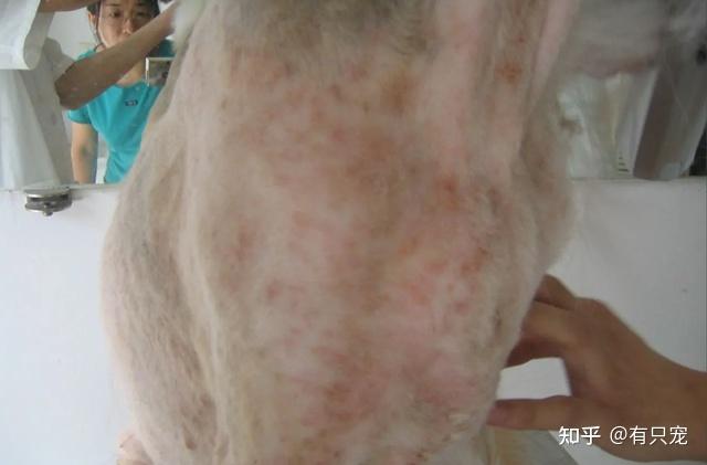 速看,狗狗最容易得以下疾病,一定要做好防范 - 知乎