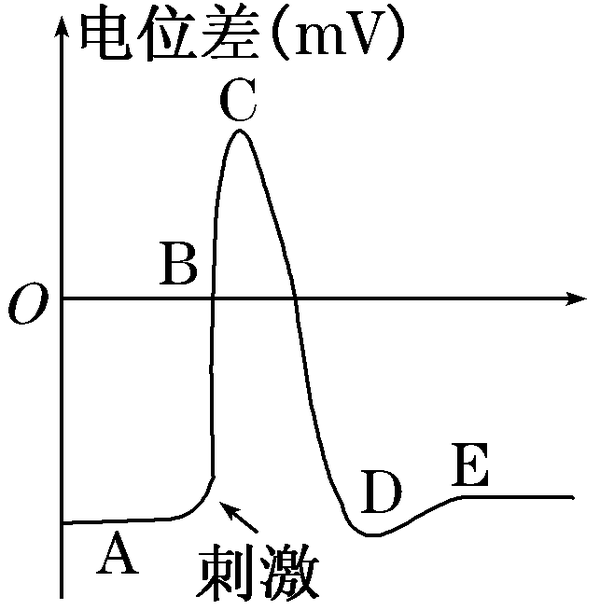 膜电位变化曲线图图片