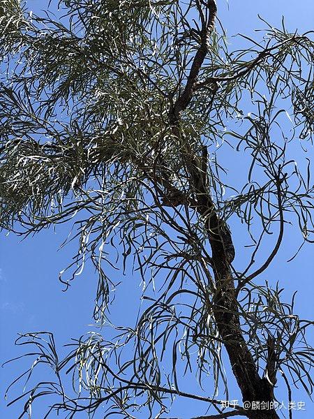 植物界全系列山龙眼目山龙眼科上银桦