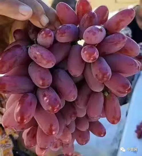 澳洲美人指,scarlotta seedless):源于美国最新登记葡萄品种,大果穗