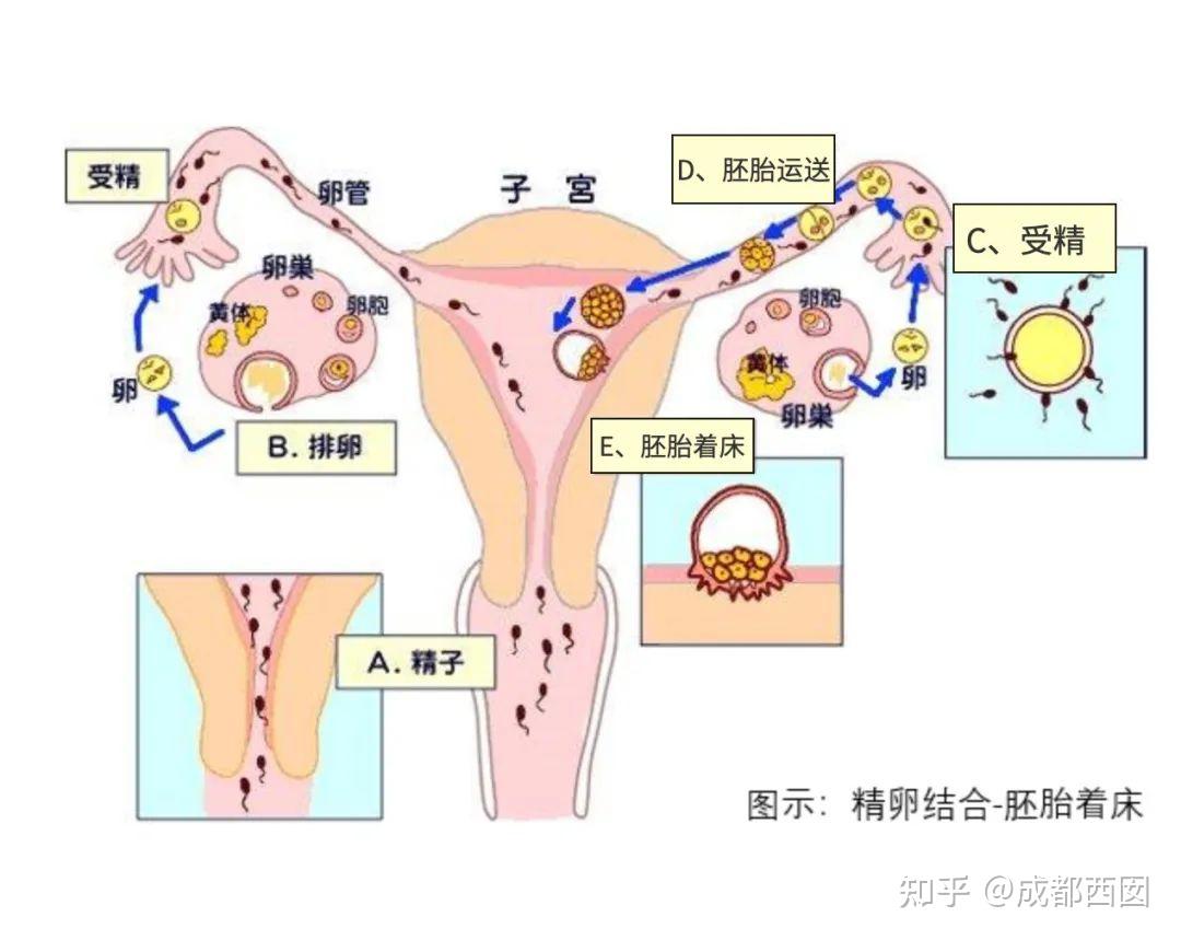 精子进入输卵管图片