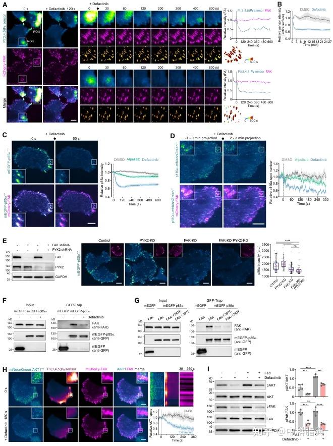 Molecular Cell：PI3K-PI(3,4,5)P3-AKT信号时空调控新机制 - 知乎