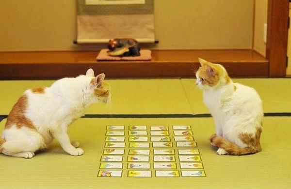 榻榻米上的格斗技——日本传统桌游“歌牌”怎么玩? - 知乎