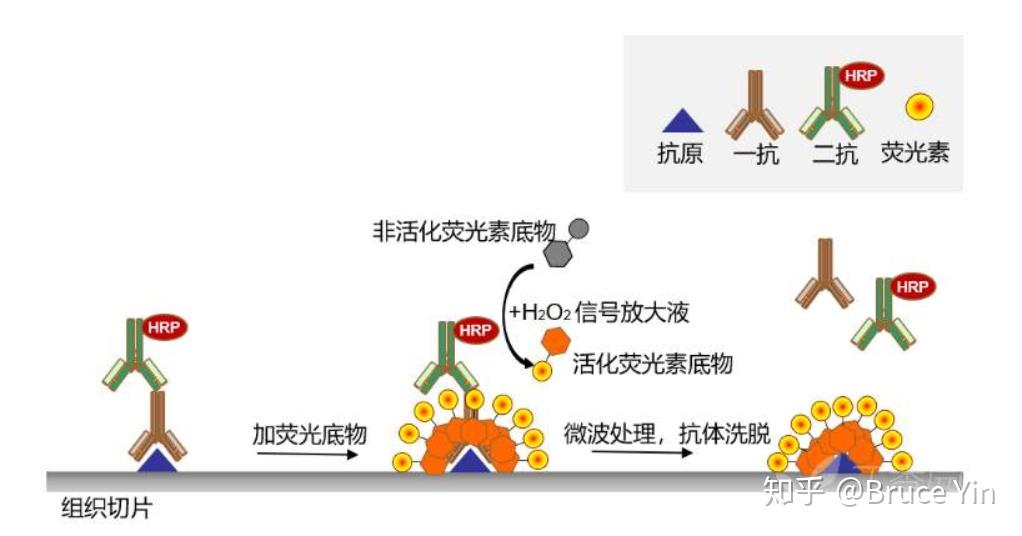 多重荧光免疫组化技术 - 知乎
