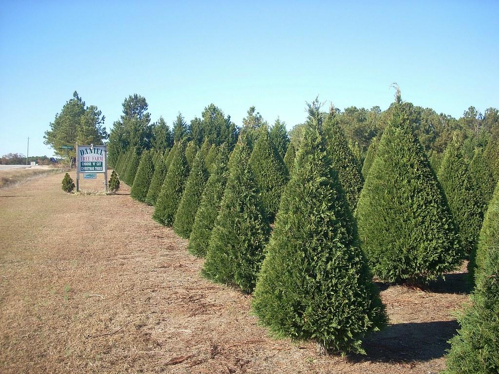 单体拆解一棵锥形树的可能性