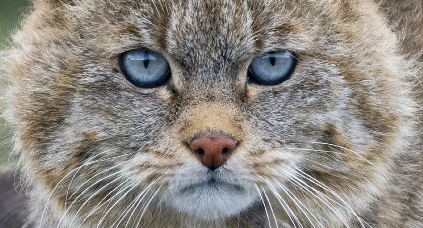荒漠猫 每一双蓝眼睛都是天赐 知乎 荒漠猫 每一双蓝眼睛都是天赐 知乎