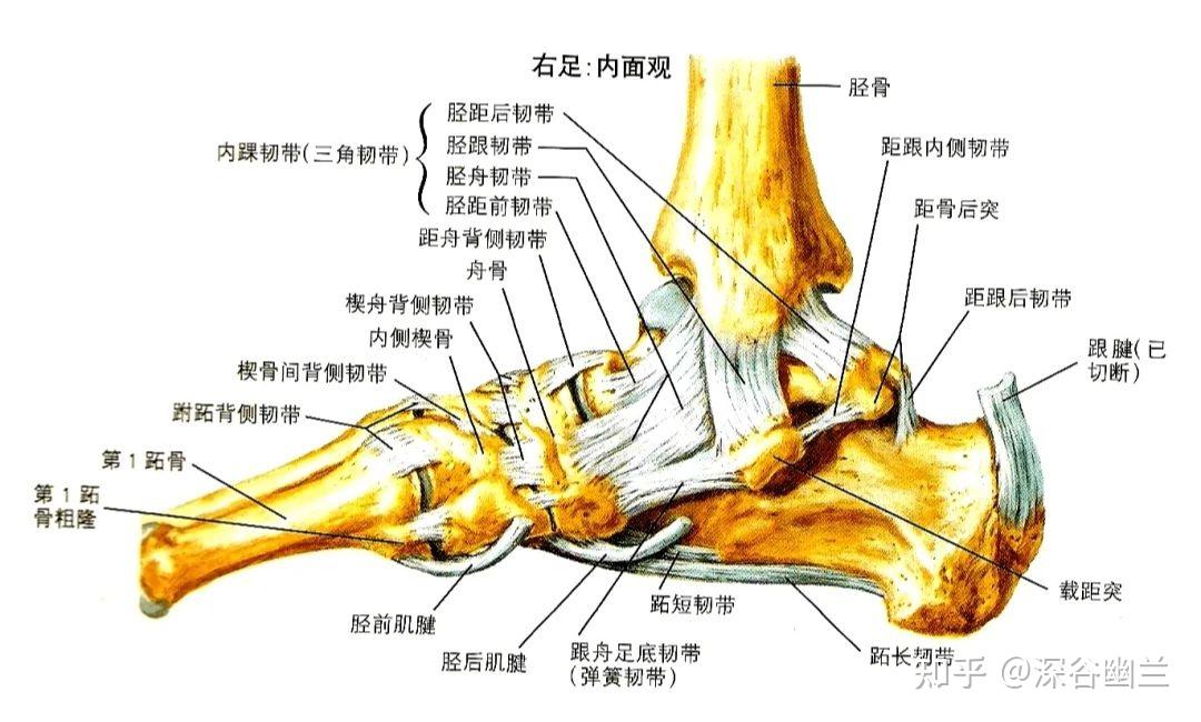 踇屈肌的肌腱从大踇趾开始,在其余两条肌腱的后方,走行于跟骨的载距突