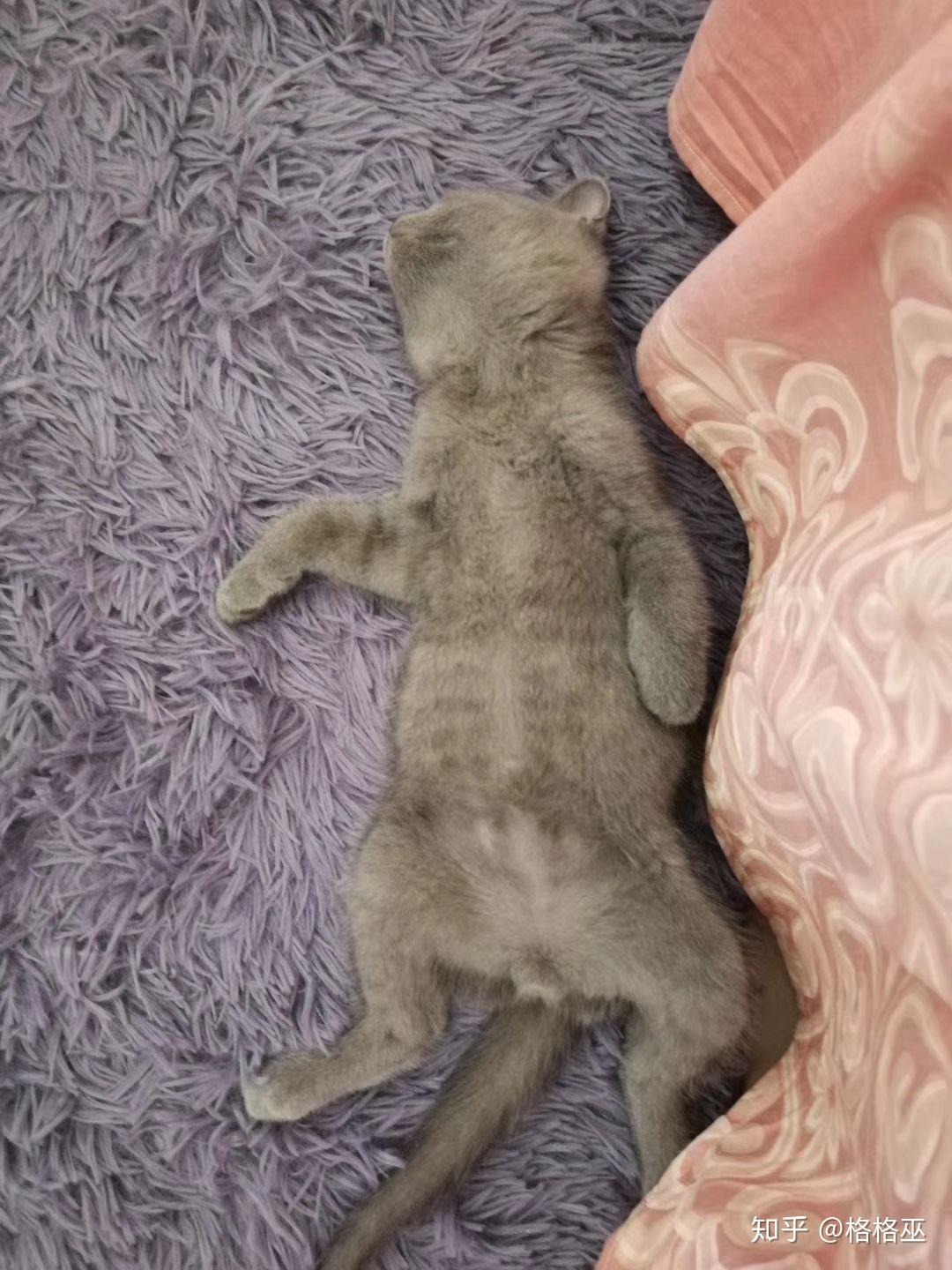 多少斤算大型猫 v2-0c80e5cff86d871fc5ad1929c13ac7a9_r.jpg