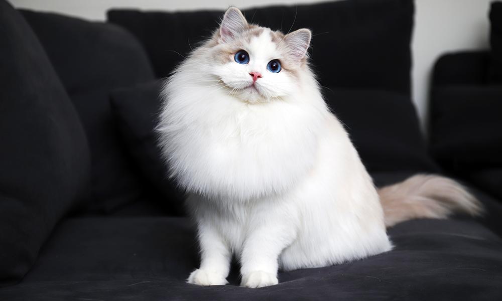 简单粗爆的区分布偶猫的花色