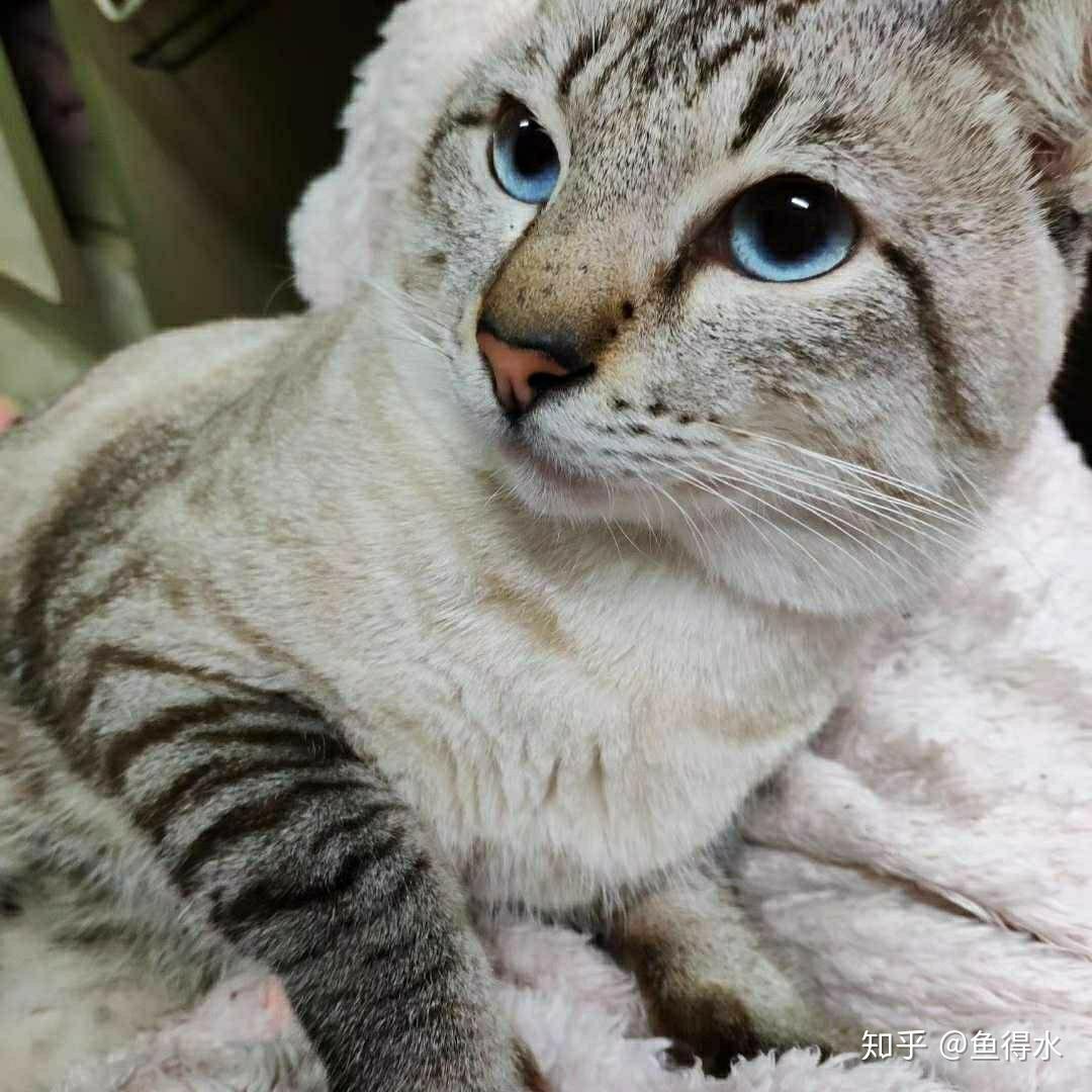 我有一只虎斑暹罗一只英短都是种猫