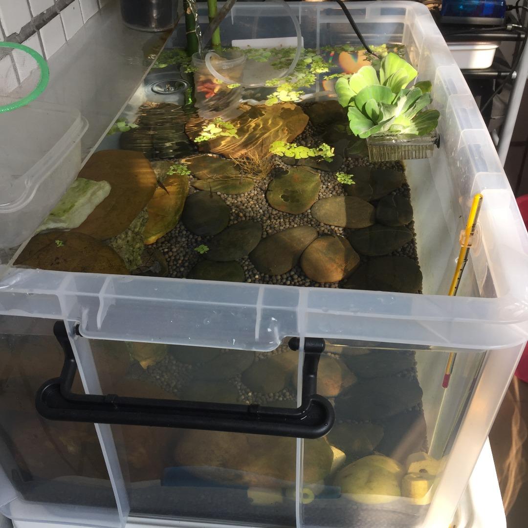 怎么用桶做一个生态缸 v2-0c91959bdac00cff5474a844a8a428fd_1440w.jpg?source=172ae18b