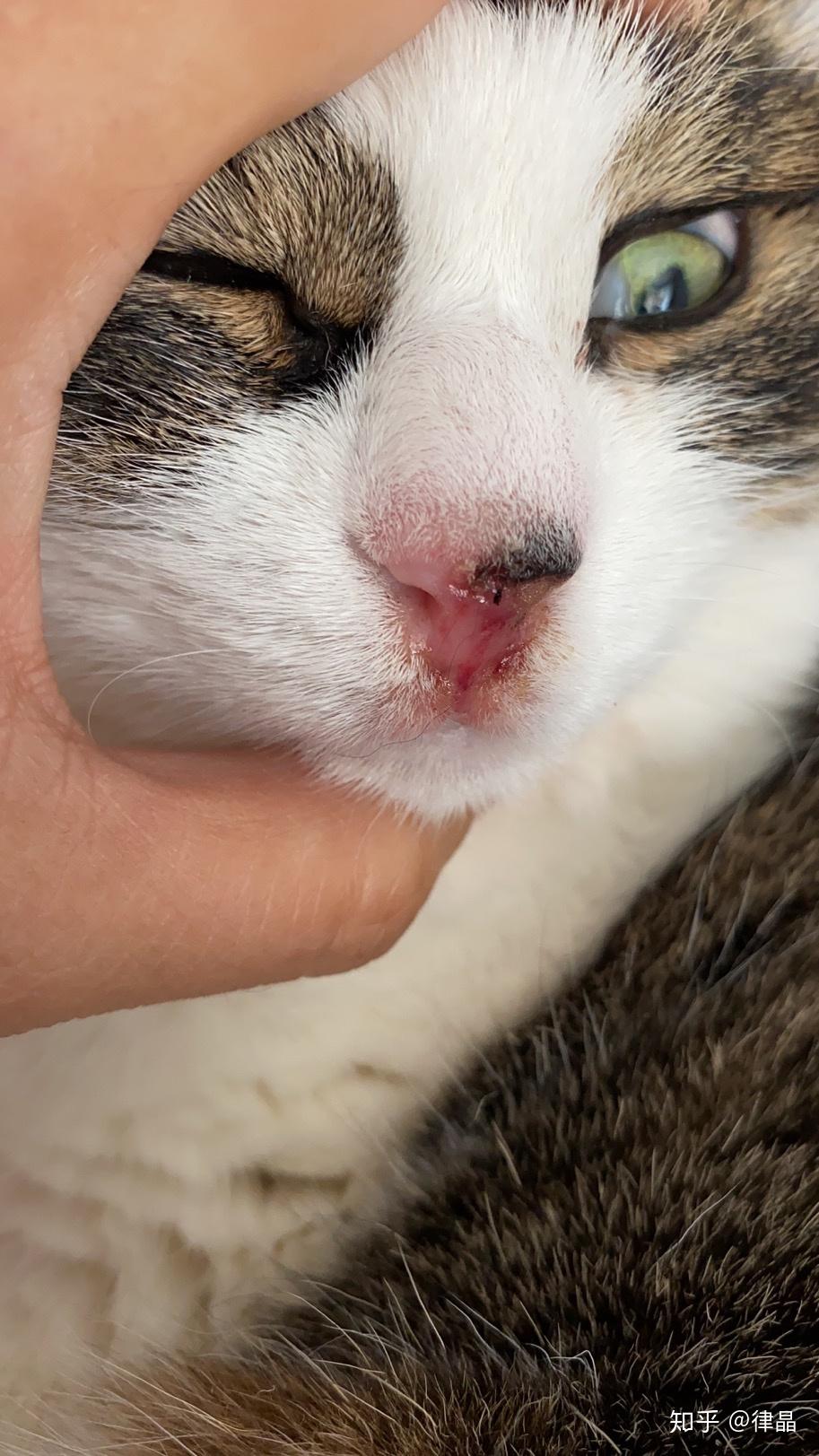 猫杯状病毒肿瘤