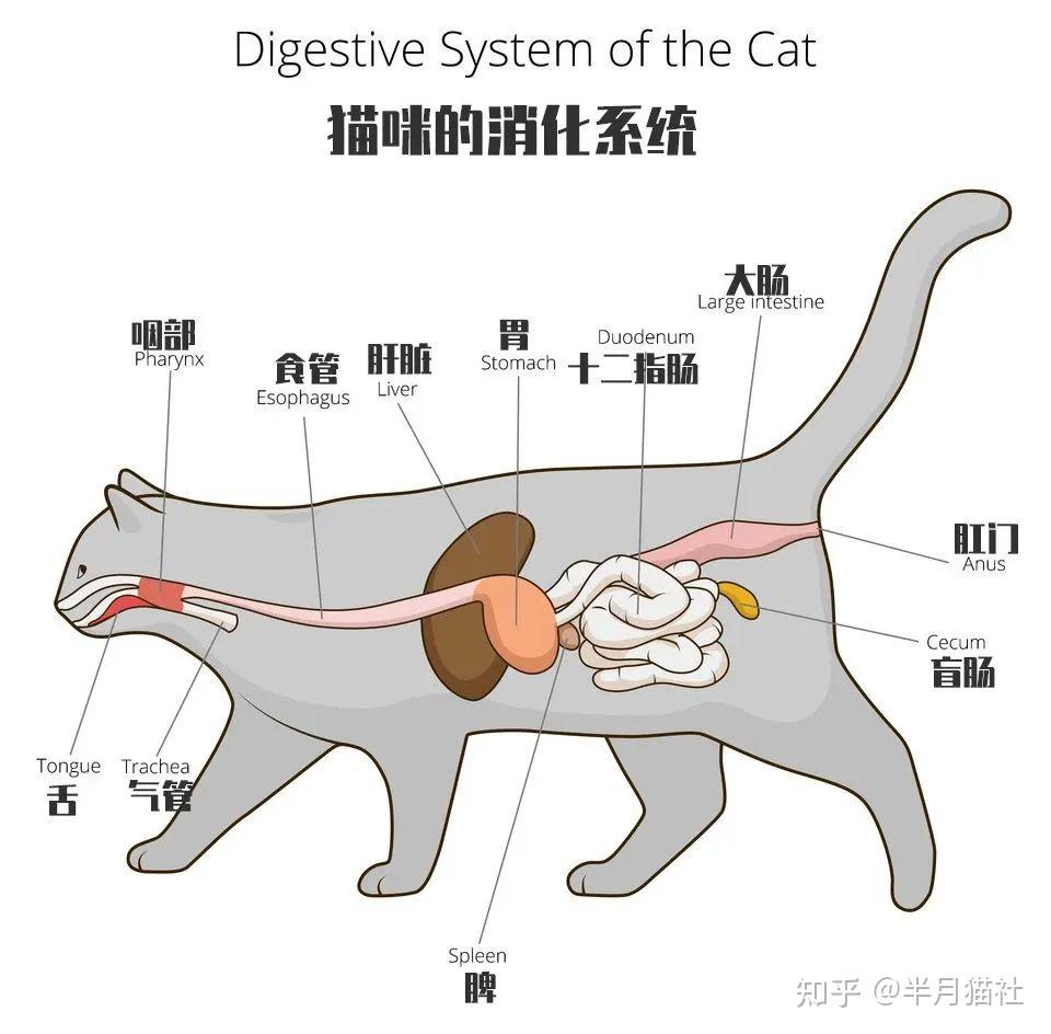 猫咪的肠道结构