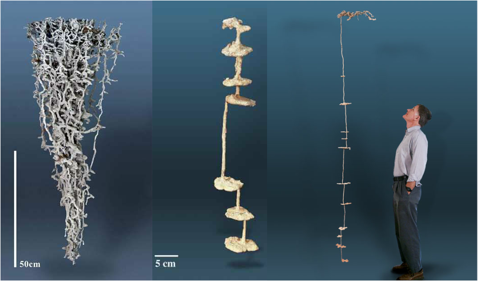 蚂蚁窝的内部结构到底是怎样的