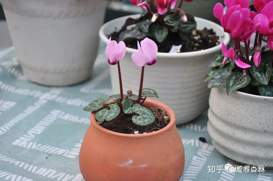 仙客来养护小结