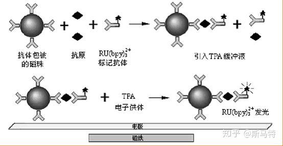 化学发光免疫分析简介 - 知乎