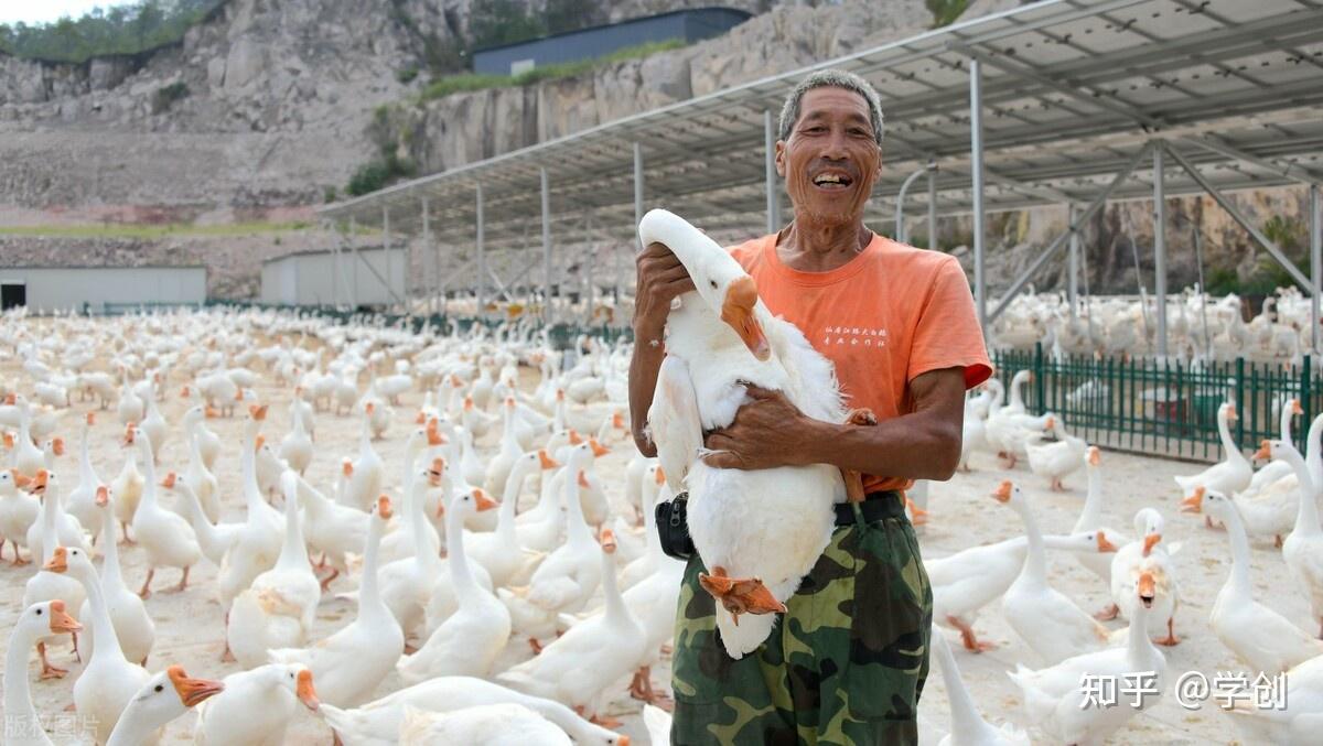 村霸大鹅,为何见谁都硬刚?
