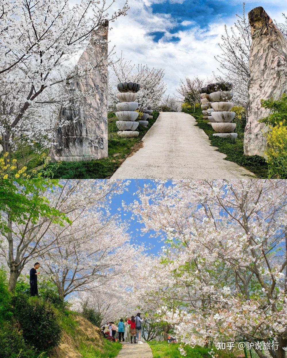 2022杭州赏樱避坑指南杭州樱花谷花期攻略