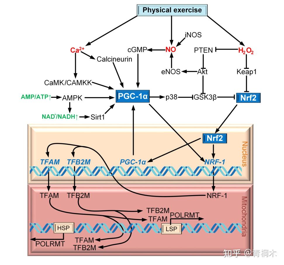 线粒体生物发生的证据（一） - 知乎