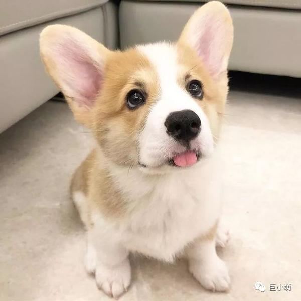感谢8cm小短腿 让柯基得以在中国留存 知乎