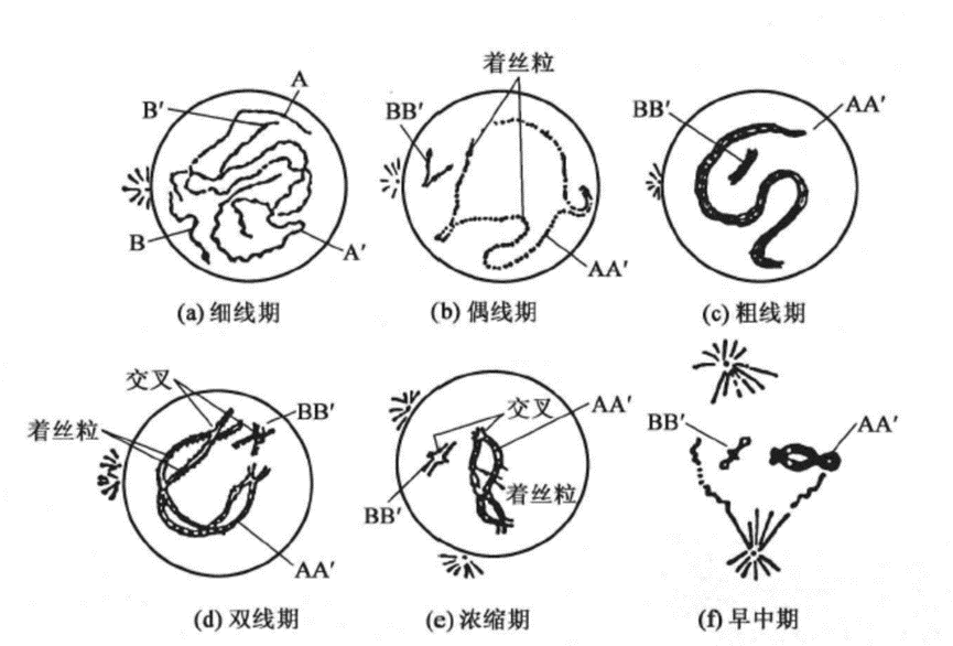 非整倍体形成的分子机制 - 知乎