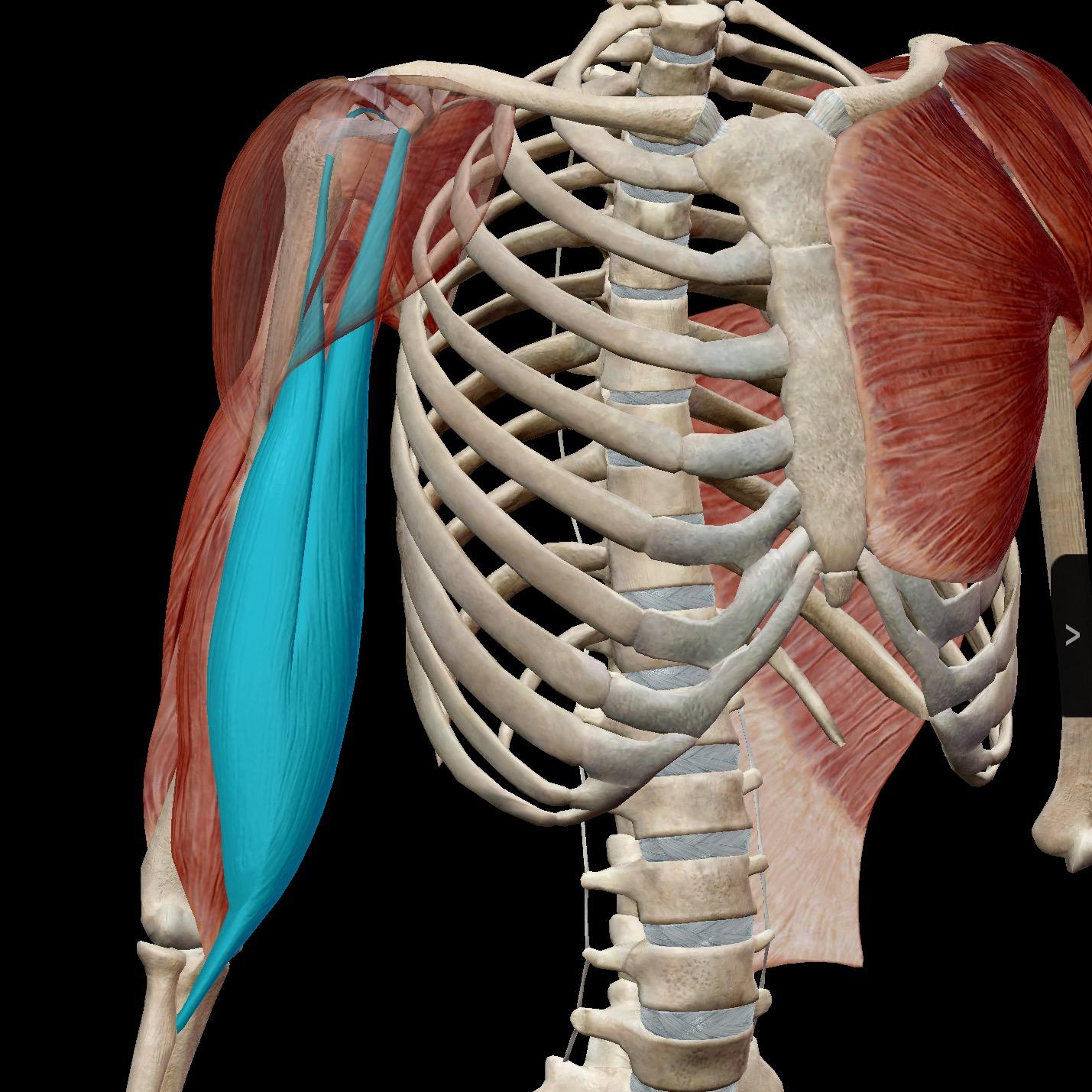 继续学习解剖,发现长头是走行在肱骨的结节间沟,绕过肱骨头,才连于盂