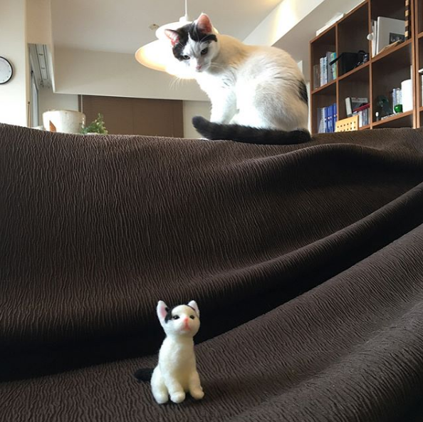 立耳猫长啥样 v2-0ccdcc769aac7943951cc407f21a33eb_r.jpg